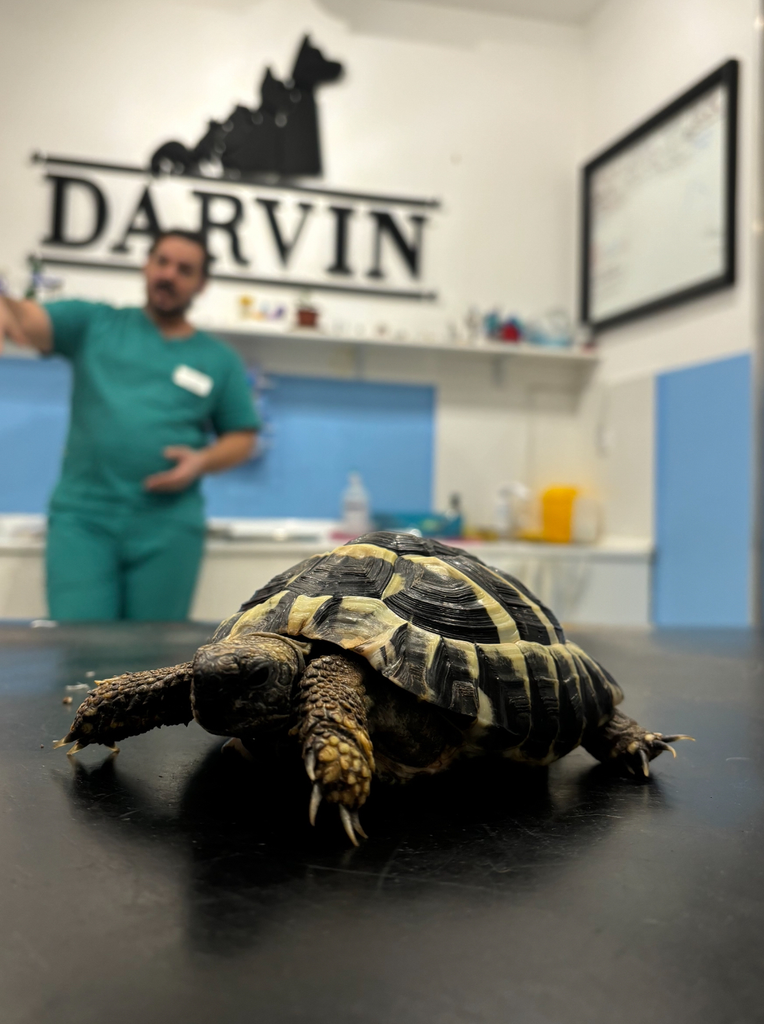 Pregled i nega egzotičnih ljubimaca i kornjača u vet ambulanti Darvin Novi Sad