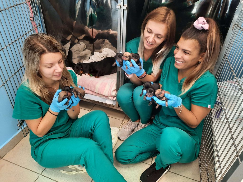 Veterinarsko osoblje ambulante Darvin u Novom Sadu brine o tek rođenim štencima
