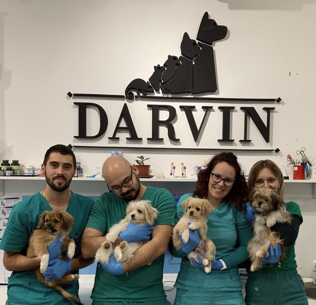 Tim veterinarske ambulante Darvin u Novom Sadu drži pse tokom pregleda